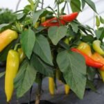 Cara Daftar Livin’ by Mandiri Secara Online: Panduan Lengkap dan Terbaru